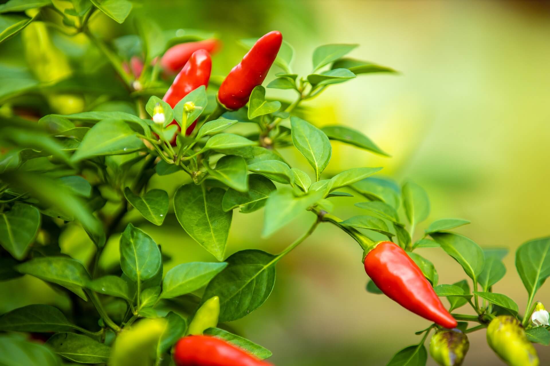 organic vegetable garden - chilli pepper plant