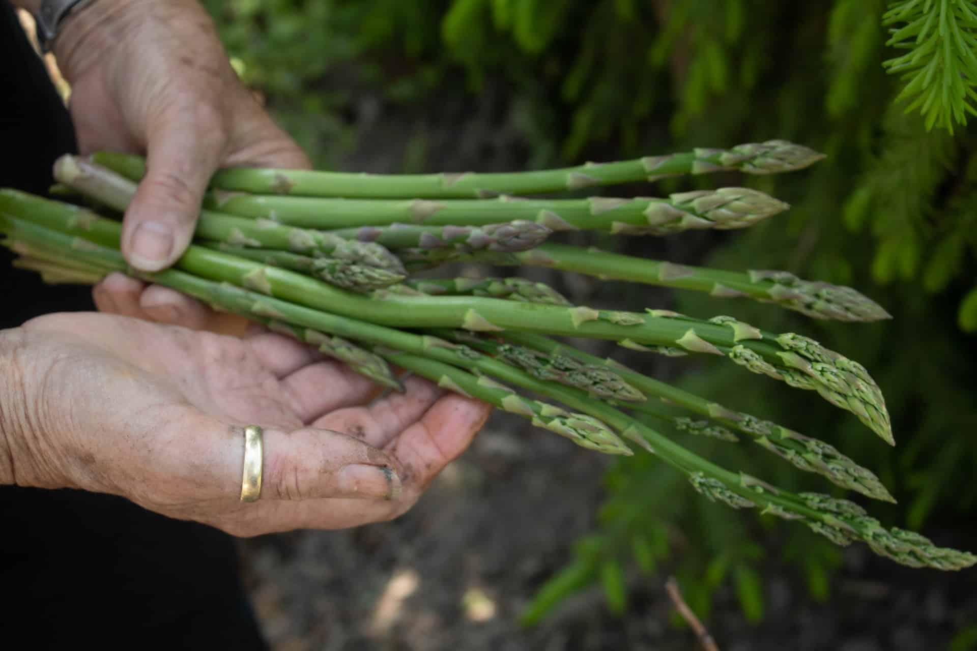 asparagus companion plants