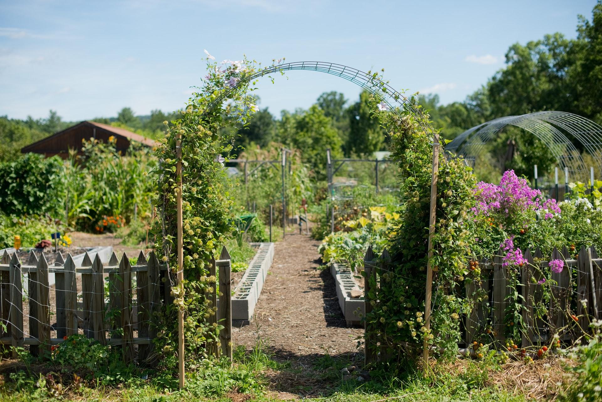 homestead gardening - allofarms
