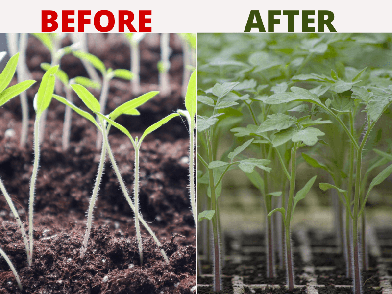 leggy tomato seedlings
