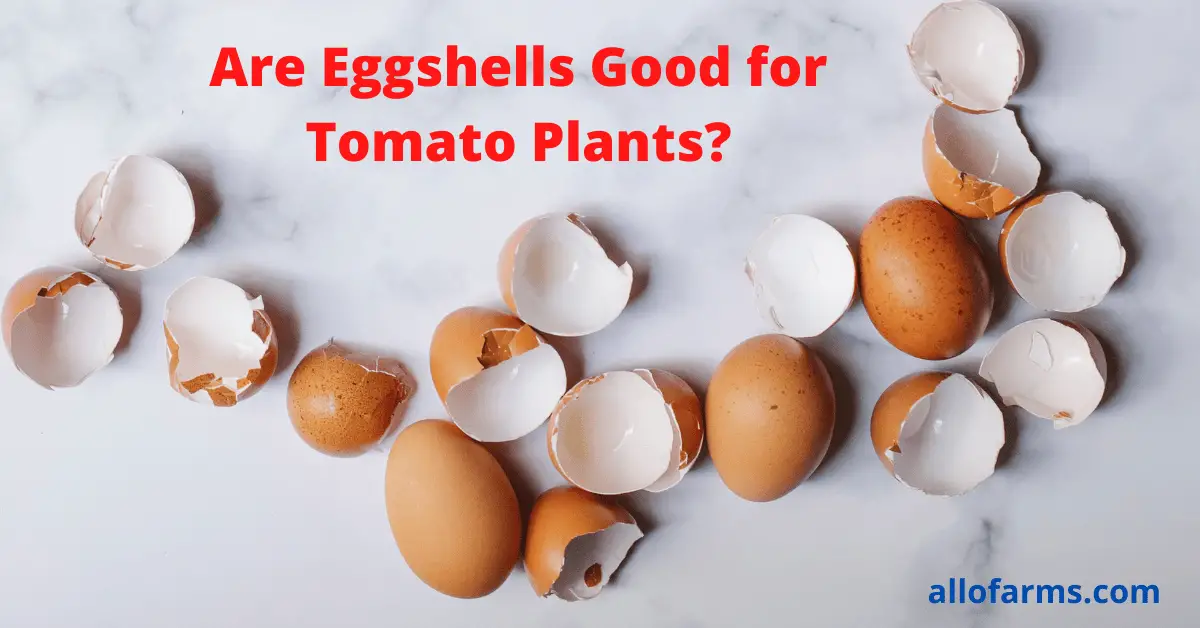 Are Eggshells Good for Tomato Plants