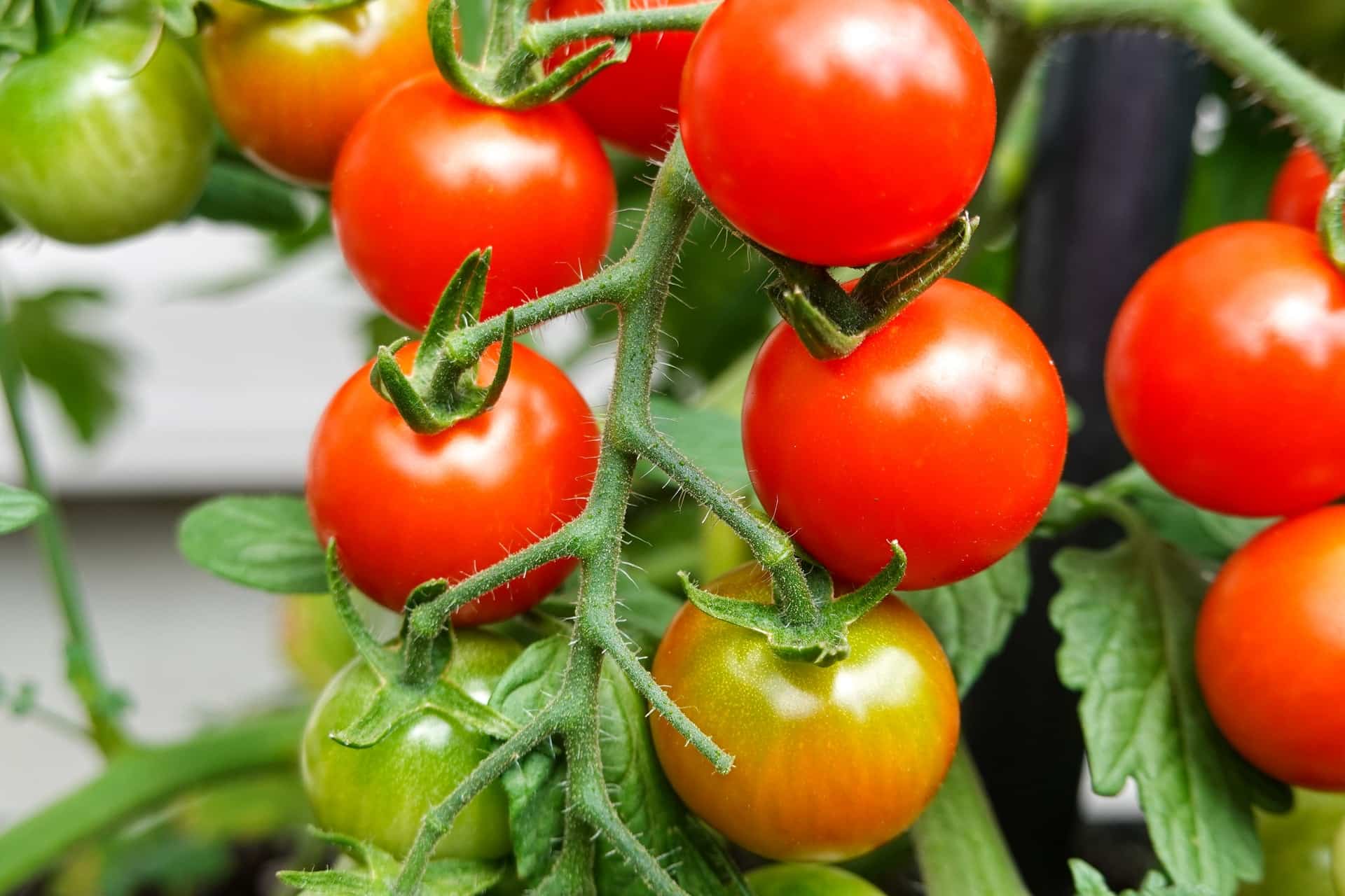 grow tomatoes at home healthy tomato plant with fresh looking tomatoes