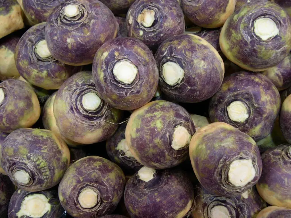 image of harvested swedes used for article how to fix leggy swede seedlings