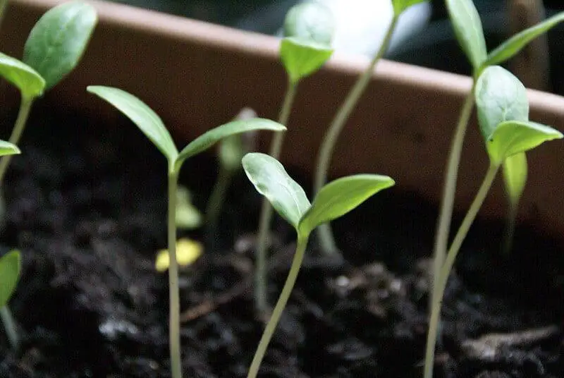 leggy cucumber seedlings in a seed starting tray