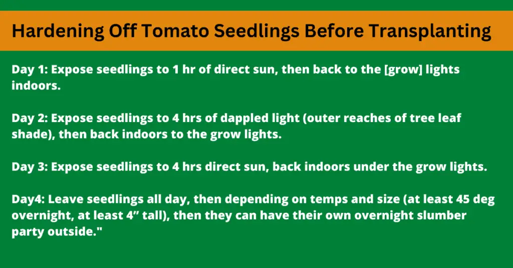 transplanting tomato seedlings by first hardening off