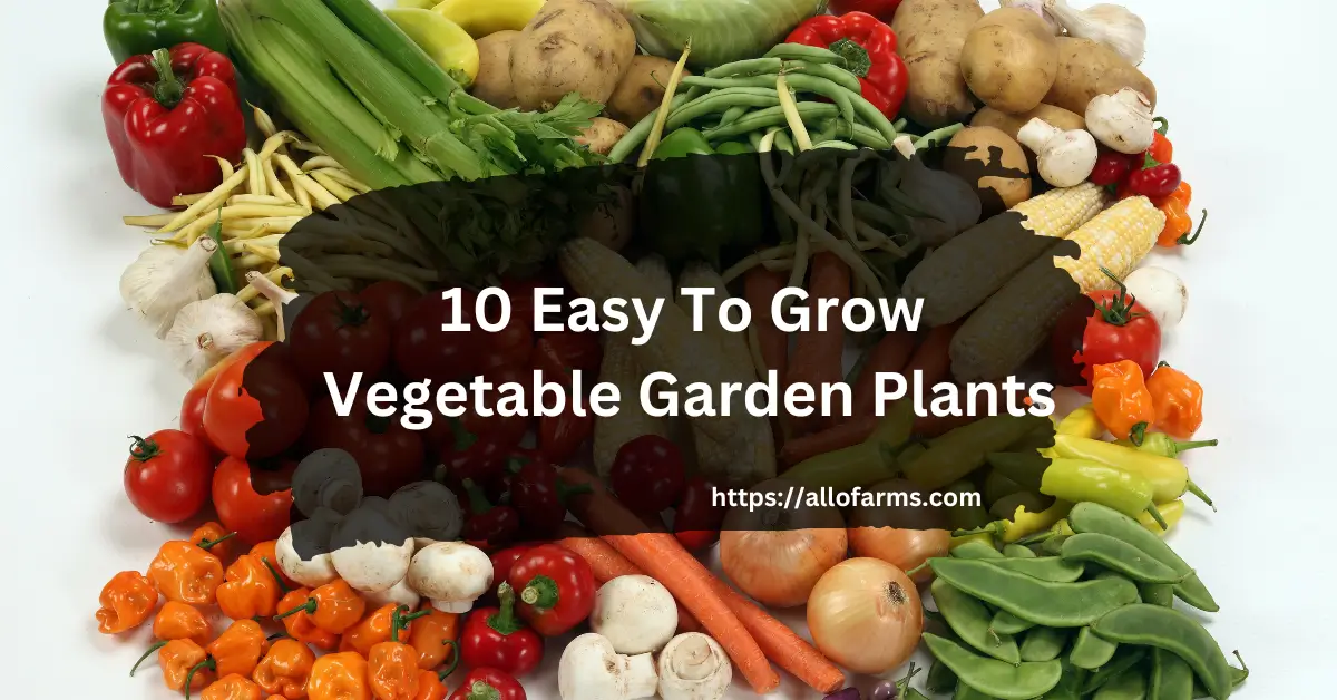 10 Easy To Grow Vegetable Garden Plants
