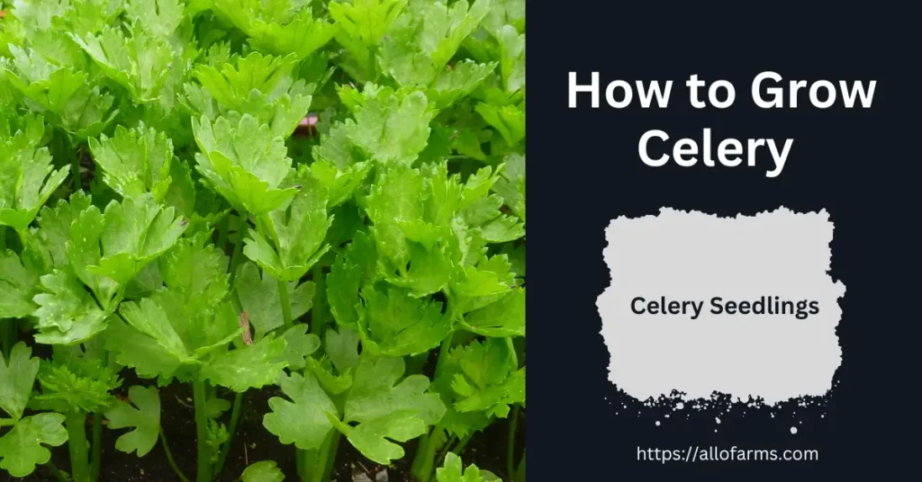 how to transplant celery seedlings