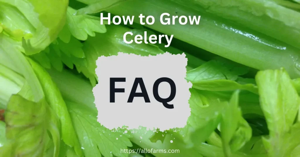 how to grow celery faq