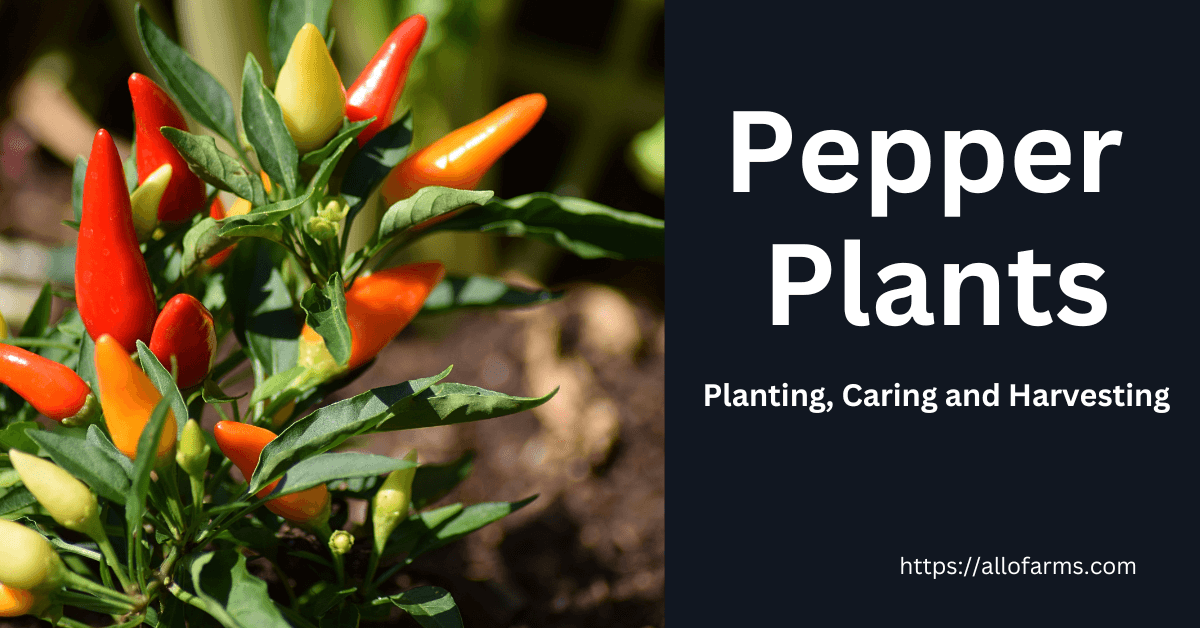 pepper plants post feature image