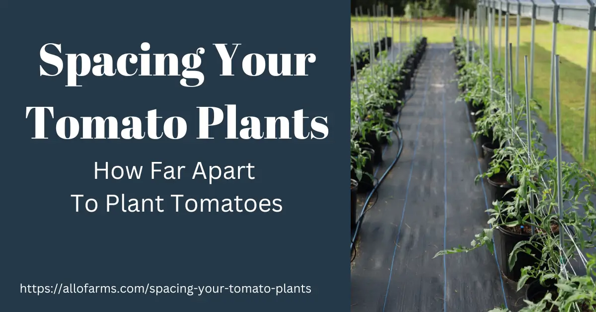 spacing your tomato plants
