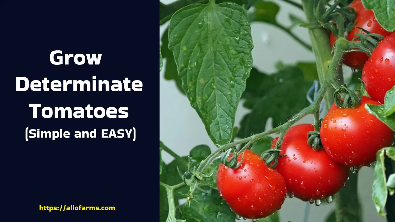 grow determinate tomatoes