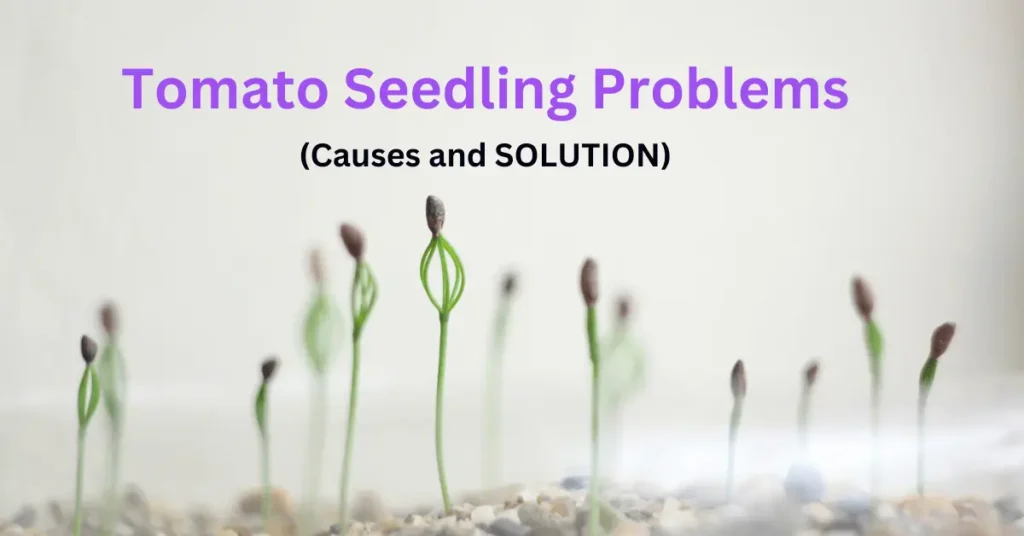 tomato seedling problems