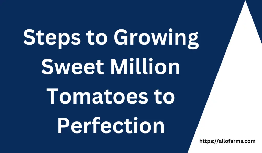 Steps to Growing Sweet Million Tomatoes to Perfection text on a blue and white background